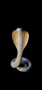 Ancient Egyptian Uraeus cobra statue, snake gifts for Snakes lovers - Image 1