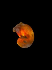 Egyptian God Horus Amulet Pendant - Image 2