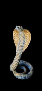Ancient Egyptian Uraeus cobra statue, snake gifts for Snakes lovers - Image 2