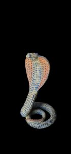 Ancient Egyptian Uraeus cobra statue, snake gifts for Snakes lovers - Image 2