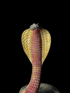 Ancient Egyptian Uraeus cobra statue, snake gifts for Snakes lovers - Image 2