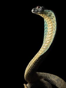 Ancient Egyptian Uraeus cobra statue, snake gifts for Snakes lovers - Image 3