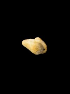 Carved Egyptian Duck Amulet: Hieroglyphic Carving - Image 3