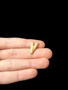 hand carving Egyptian Fly Amulet made in Egypt, Fly necklace charm - Image 4