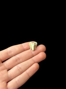 God Khnum amulet. Ram amulet. - Image 4