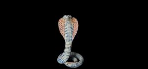 Ancient Egyptian Uraeus cobra statue, snake gifts for Snakes lovers - Image 4