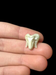 God Khnum amulet. Ram amulet. - Image 5