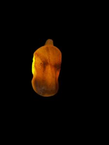 Hand-Carved Natural Stone Egyptian Hippopotamus Amulet - Image 5