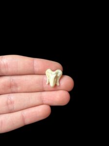 God Khnum amulet. Ram amulet. - Image 6