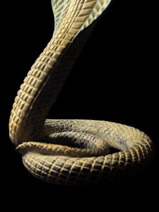 Ancient Egyptian Uraeus cobra statue, snake gifts for Snakes lovers - Image 9
